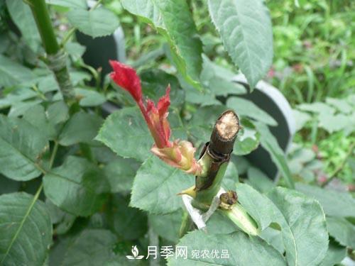 想要多色月季花？一個(gè)方法滿足你(圖2)
