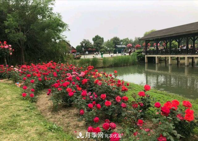 中國(guó)三大月季名園，愛(ài)月季的你一定要去的三大月季園！(圖3)