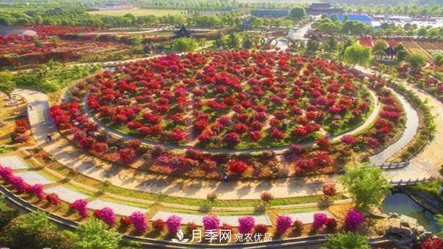 中國(guó)十大月季園盤點(diǎn)！賞月季不能錯(cuò)過(圖2)
