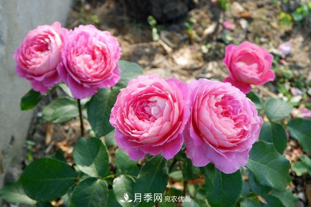 夏季盆栽月季養(yǎng)護(hù)要點(diǎn)都在這里了！(圖1)