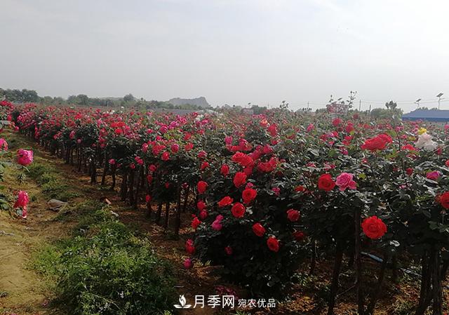 樹狀月季***新批發(fā)價格！風(fēng)靡高端月季市場的月季樹好在呢？(圖3)