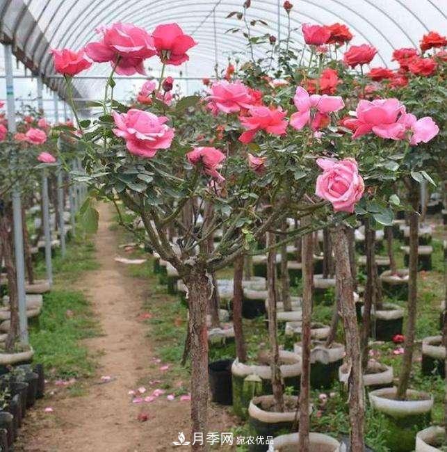 被稱高端月季的樹狀月季到底貴在呢？這三個(gè)方面才是價(jià)格內(nèi)幕！(圖2)