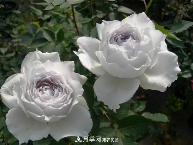 這幾款月季品種，你可能聽(tīng)都沒(méi)聽(tīng)說(shuō)過(guò)！(圖2)