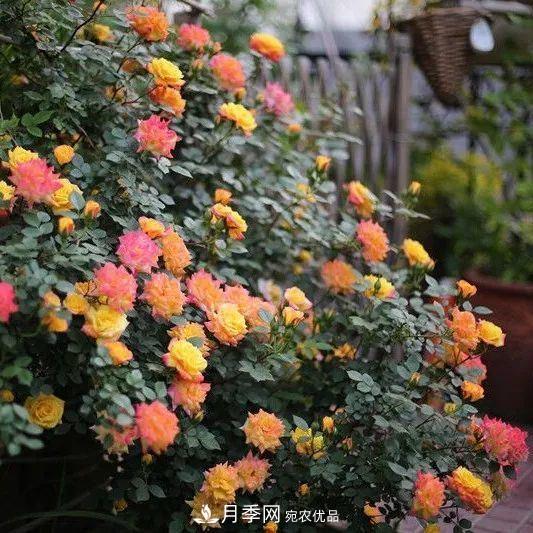 這幾款月季品種，你可能聽(tīng)都沒(méi)聽(tīng)說(shuō)過(guò)！(圖3)