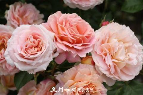 8款好聞好養(yǎng)的月季花，香氣濃郁開(kāi)花滿屋香(圖2)