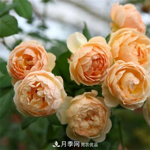 8款好聞好養(yǎng)的月季花，香氣濃郁開(kāi)花滿屋香(圖1)