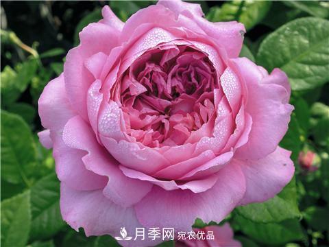 8款好聞好養(yǎng)的月季花，香氣濃郁開(kāi)花滿屋香(圖4)