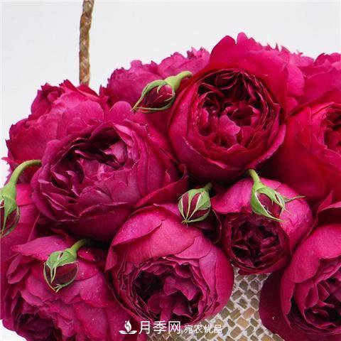 8款好聞好養(yǎng)的月季花，香氣濃郁開(kāi)花滿屋香(圖3)