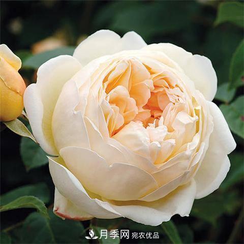 8款好聞好養(yǎng)的月季花，香氣濃郁開(kāi)花滿屋香(圖5)