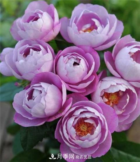 8款好聞好養(yǎng)的月季花，香氣濃郁開(kāi)花滿屋香(圖6)