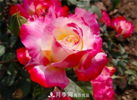 8款好聞好養(yǎng)的月季花，香氣濃郁開(kāi)花滿屋香(圖8)