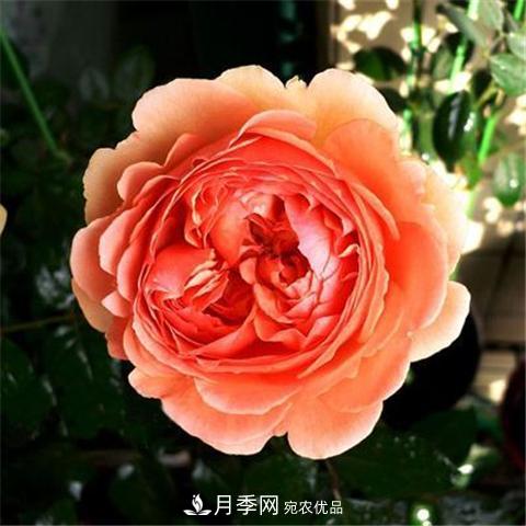 8款好聞好養(yǎng)的月季花，香氣濃郁開(kāi)花滿屋香(圖7)