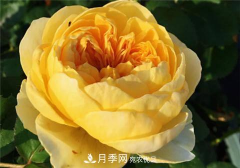 8款好聞好養(yǎng)的月季花，香氣濃郁開(kāi)花滿屋香(圖9)