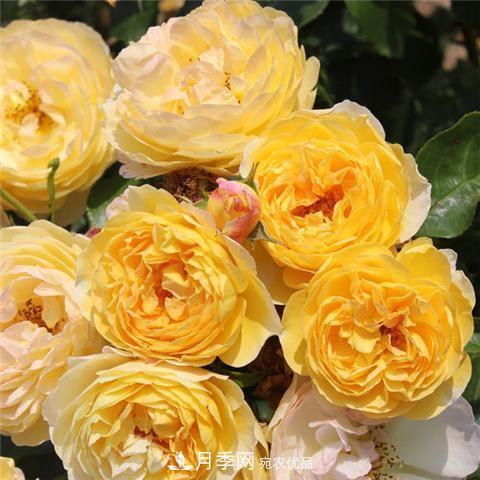 8款好聞好養(yǎng)的月季花，香氣濃郁開(kāi)花滿屋香(圖10)