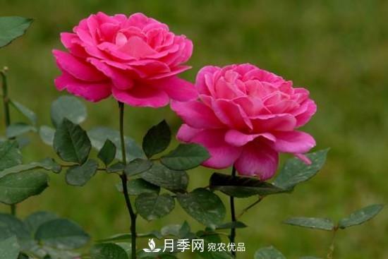 夏季陰雨綿綿，要花命，你的月季還在嗎？(圖1)