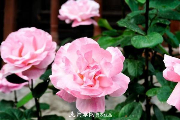 夏季陰雨綿綿，要花命，你的月季還在嗎？(圖2)