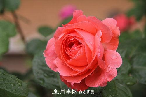 夏季陰雨綿綿，要花命，你的月季還在嗎？(圖3)