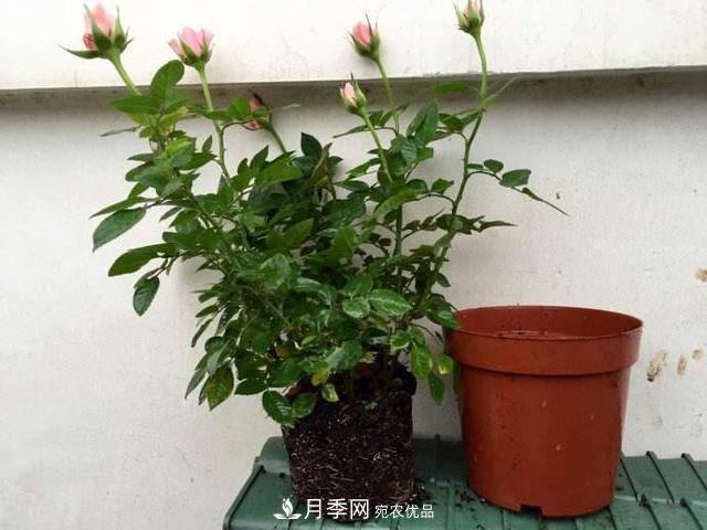 夏季月季悶根要換盆？注意這幾點能少走彎路(圖2)