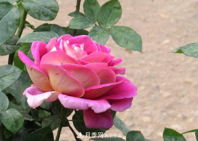 夏季月季悶根要換盆？注意這幾點能少走彎路(圖1)