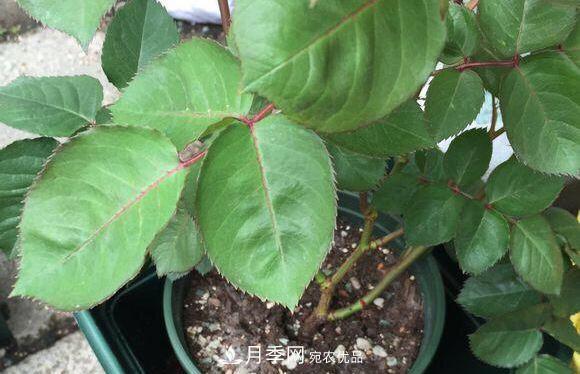 夏季月季悶根要換盆？注意這幾點能少走彎路(圖3)