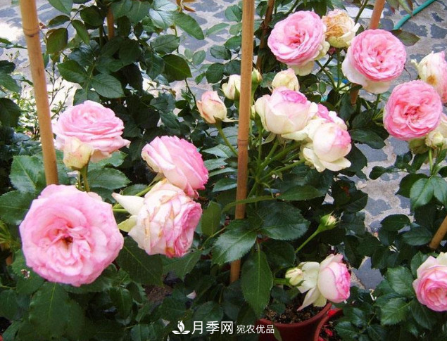 想要月季在秋季爆盆？夏季的這件事要提前準備(圖1)