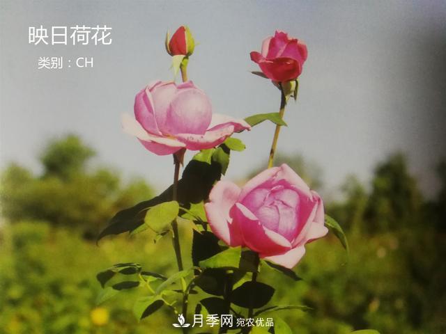 月季花有兩萬多個品種，它的類別原來是這樣劃分的(圖2)