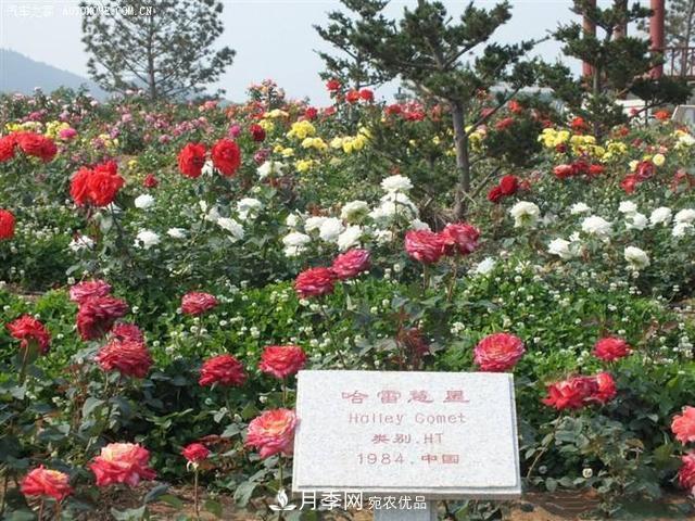 月季花有兩萬多個品種，它的類別原來是這樣劃分的(圖1)