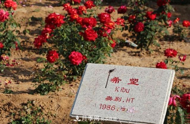 月季花有兩萬多個品種，它的類別原來是這樣劃分的(圖3)