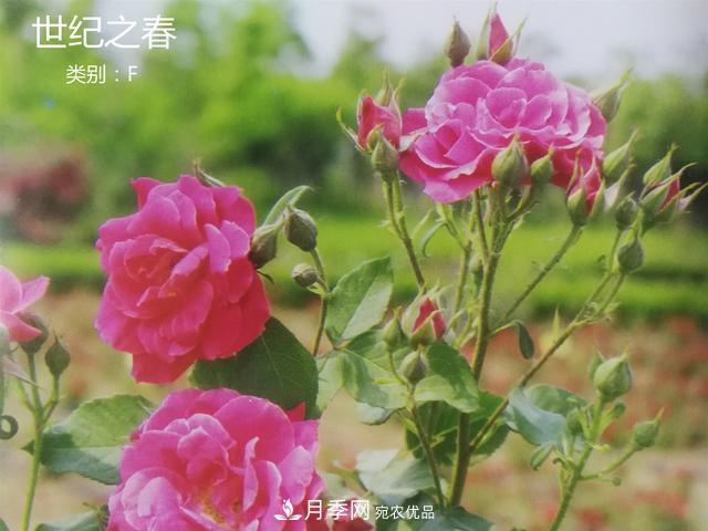 月季花有兩萬多個品種，它的類別原來是這樣劃分的(圖4)