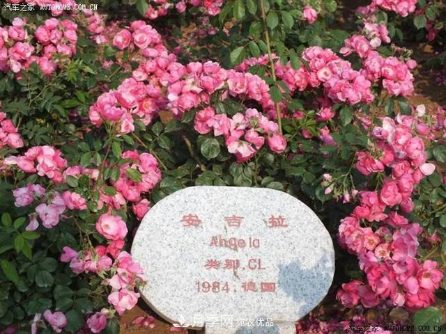 月季花有兩萬多個品種，它的類別原來是這樣劃分的(圖5)