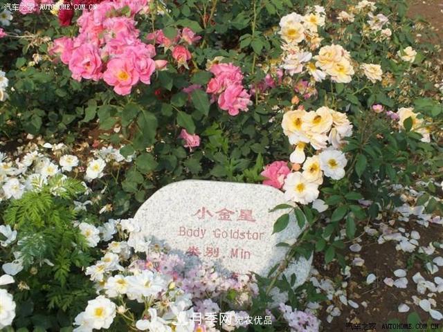 月季花有兩萬多個品種，它的類別原來是這樣劃分的(圖6)
