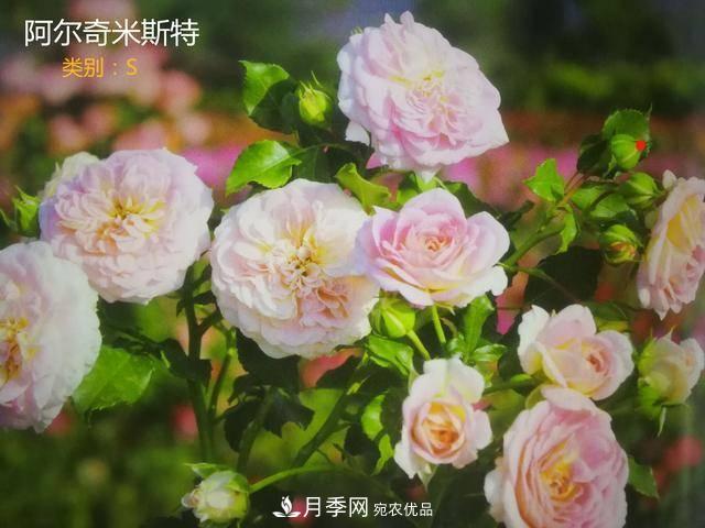 月季花有兩萬多個品種，它的類別原來是這樣劃分的(圖7)