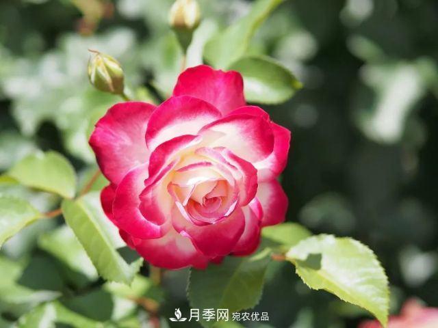 走進(jìn)世界***大月季園，近7000個品種，30000棵月季……(圖9)