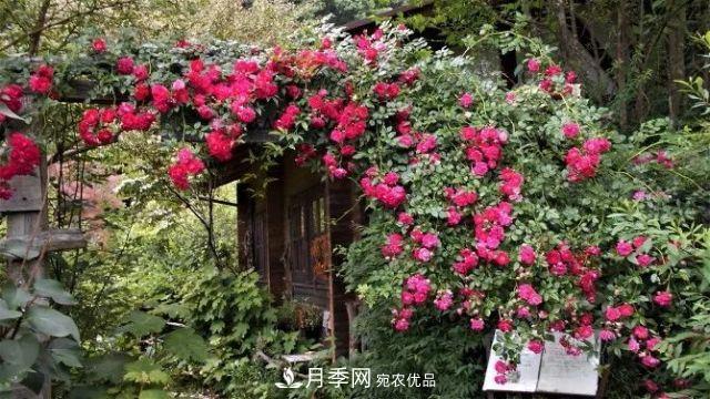 走進(jìn)世界***大月季園，近7000個品種，30000棵月季……(圖8)