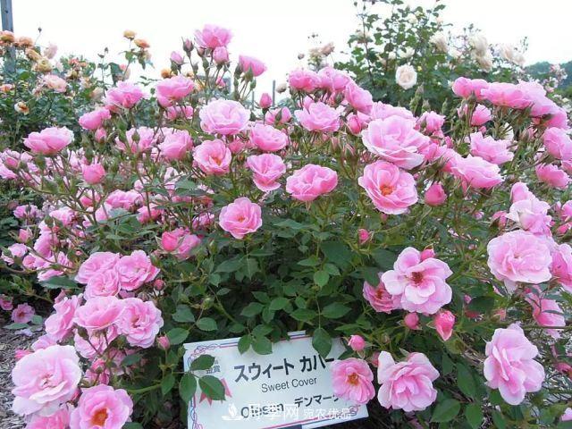 走進(jìn)世界***大月季園，近7000個品種，30000棵月季……(圖12)