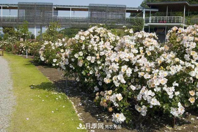 走進(jìn)世界***大月季園，近7000個品種，30000棵月季……(圖11)