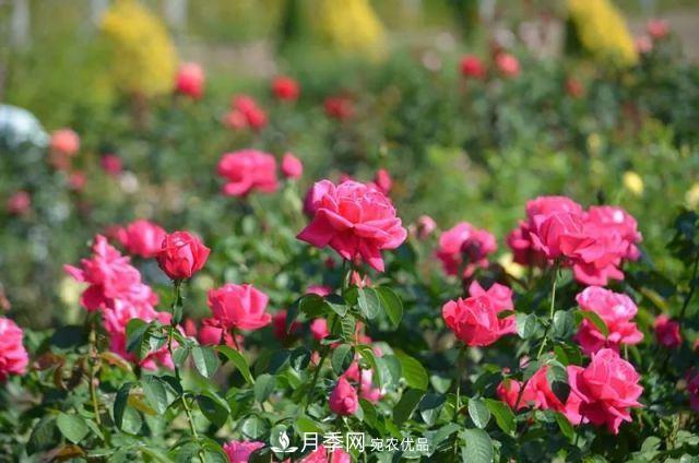 走進(jìn)世界***大月季園，近7000個品種，30000棵月季……(圖2)