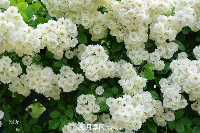 走進(jìn)世界***大月季園，近7000個品種，30000棵月季……(圖4)