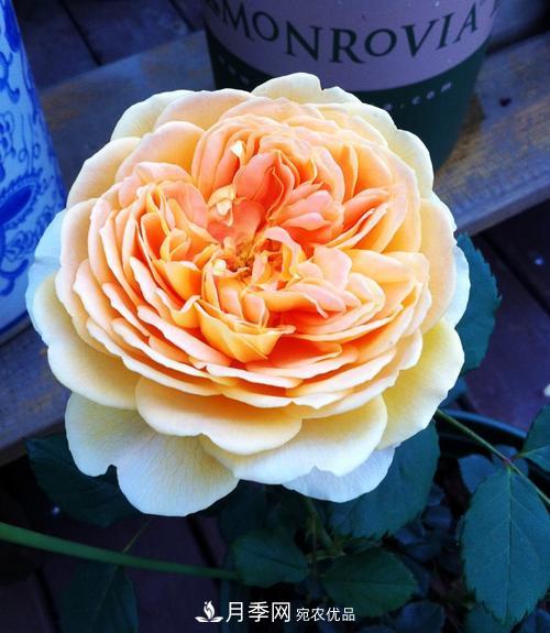審美觀不同，哪些月季花品種是花友公認(rèn)必備的？(圖5)