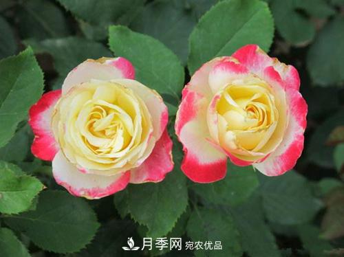 審美觀不同，哪些月季花品種是花友公認(rèn)必備的？(圖1)