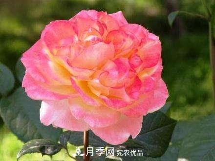 審美觀不同，哪些月季花品種是花友公認(rèn)必備的？(圖2)