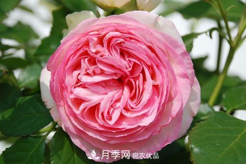 審美觀不同，哪些月季花品種是花友公認(rèn)必備的？(圖4)