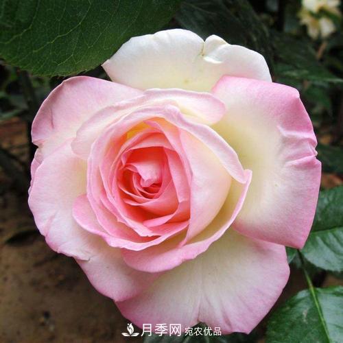 月季的養(yǎng)護(hù)的關(guān)鍵季節(jié)，夏季養(yǎng)護(hù)得當(dāng)開(kāi)花不斷！(圖1)