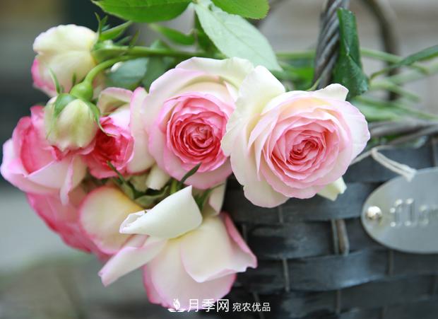 玫瑰月季薔薇，傻傻地分不清——從《花鏡》到歐月流行(圖2)