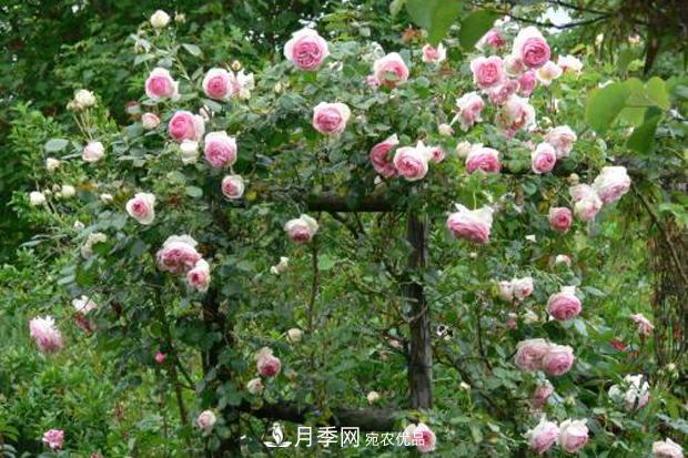 龍沙寶石月季是藤本還是灌木(圖1)