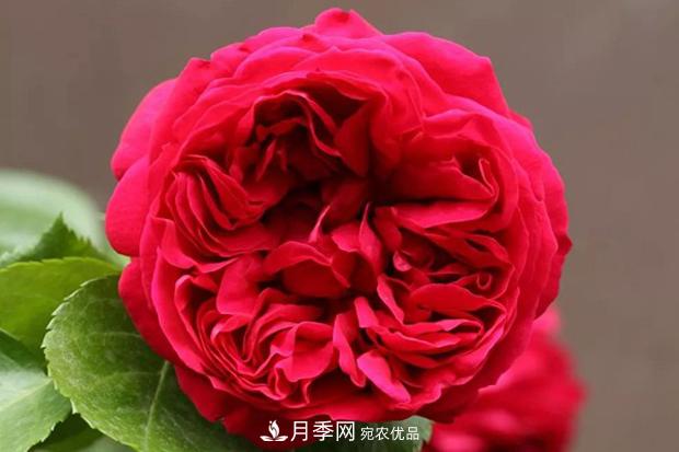 紅色沙龍寶石月季日常如何養(yǎng)護管理？(圖1)