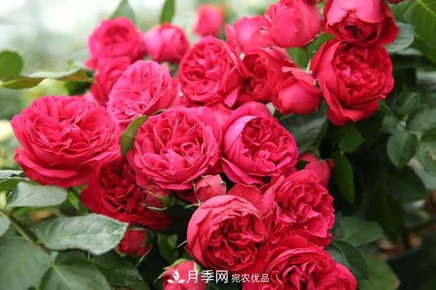 此款月季，夏天不怕曬，人人見了都夸美，猜猜是什么(圖2)