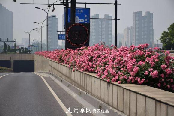 率先高架月季應(yīng)用，專訪杭州高架月季“幕后功臣”(圖1)