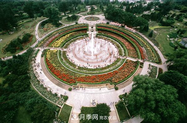 中國(guó)十大月季園盤點(diǎn)！賞月季不能錯(cuò)過(圖1)