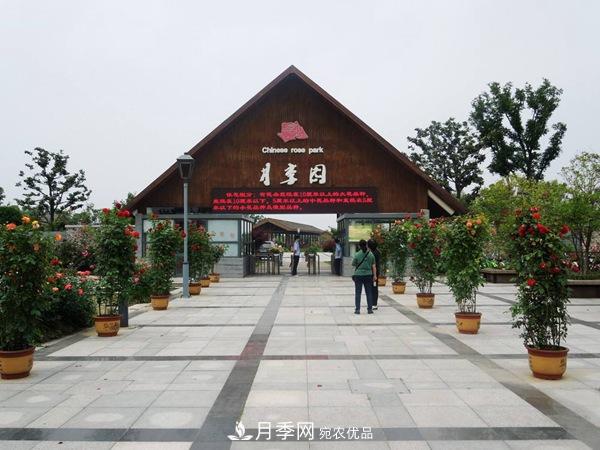 中國(guó)十大月季園盤點(diǎn)！賞月季不能錯(cuò)過(圖3)